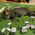 play948-博彩資訊-奴才打麻將貓咪硬要當「牌桌」　瞇眼：「摸我會胡！」