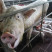 PLAY948-資訊情報–國家科研經費都給豬吃了！中國教授被爆80億天價飼料餵豬