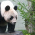 PLAY948-資訊情報-英國唯一一對大貓熊12月初返回中國