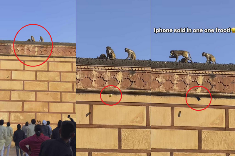 PLAY948-資訊情報–iPhone突遭印度猴子劫持！ 遊客最後靠「以物易物」成功換回
