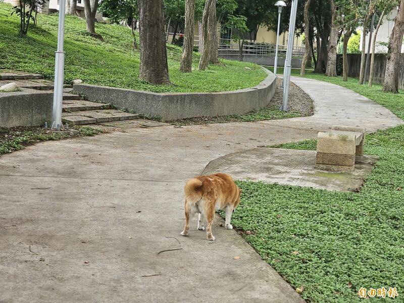 PLAY948 線上新聞 台中豐原傳公園內放老鼠藥毒死狗 警方及動保處調查