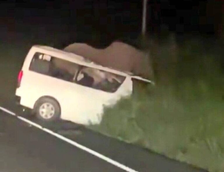 PLAY948-熱門新聞-死亡車禍！烏干達轎車高速撞擊大象，慘釀3死4傷驚魂！